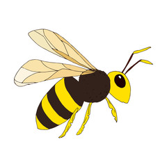 Wasp on white background. Vector illustration