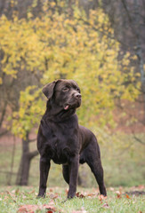 Beautiful young labrador retriever dog posing in autumn leaves.	