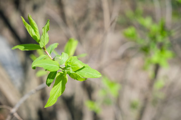 Spring leaves on the young tree..Close up.