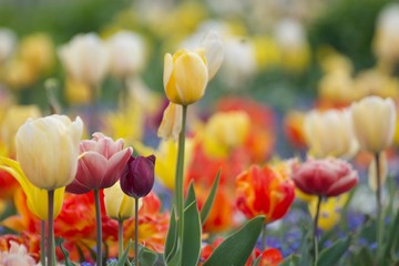tulipes des tuileries 
