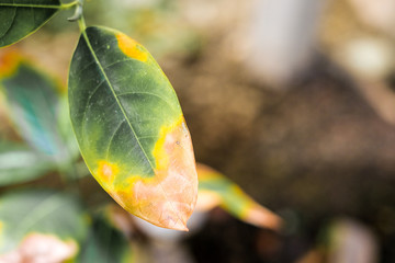 Leaf infectious (Disease) in bad environment for background or texture - nature concept.