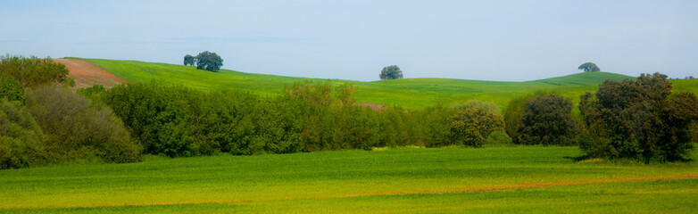 Fototapeta premium Landscape of a meadow in Extremadura