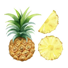 Watercolor vector hand painted jucy pineapple fruit set.