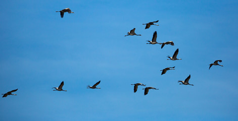 Cranes flying in blue sky