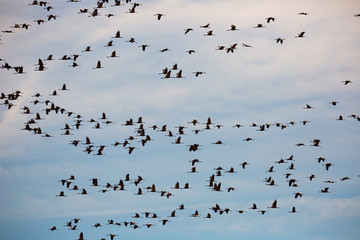Flock of cranes flying in sky