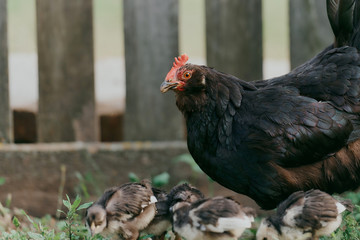 Black chicken close up