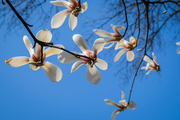 Magnolia flowers starting to blossom. Spring sky.