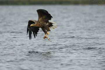 aigle
