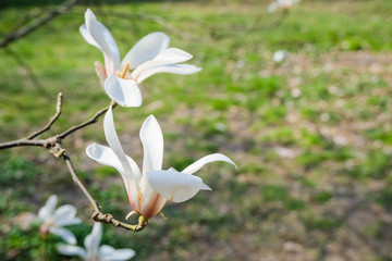 Magnolia flower background, buds and flowers, spring time.