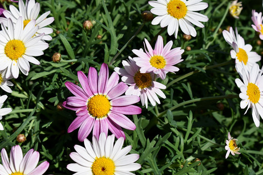 Margariten wei&szlig; und rosa in der Sonne