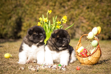 American akita puppies posing near Easter decorations. Spring is coming. Easter puppies.	