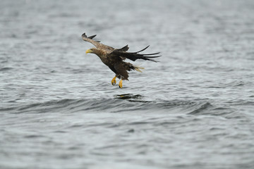 la peche d'un oiseau