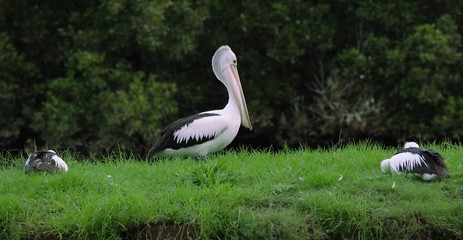 Pelican standing on grass in a nature reserve besides a river full of mangroves