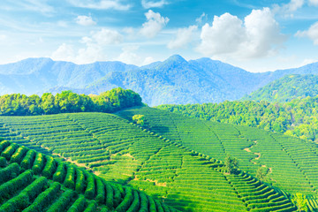 Fototapeta premium Tea plantation on sunny day,green nature landscape.