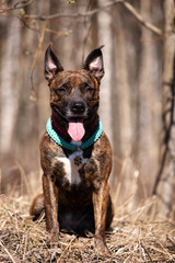 Fototapeta na wymiar Adorable red dog walks at spring field