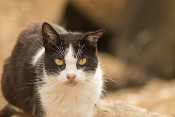 Gato mirando con cara de pocos amigos