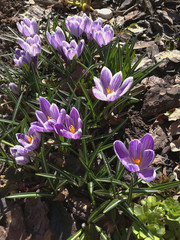 Spring flowers violet crocuses with white streaks and a yellow center