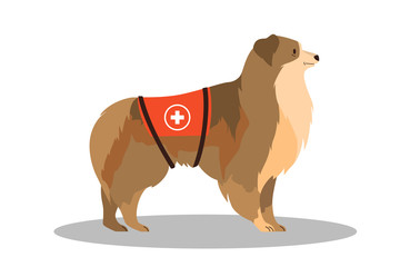 Dogs rescuer, Collie. Cadaver dog for finding people.