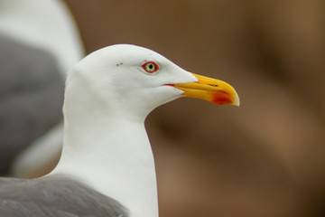 Gaviota vista de cerca