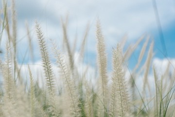 Field of fluffy plant which looks like wheat with the sky and and clouds