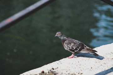 Piccione sul bordo del muro di contenimento dei navigli nel centro città di Milano,Lombardia.Italia