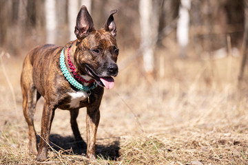 Adorable red dog walks at spring field