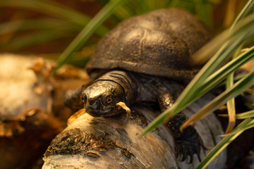 Fototapeta premium Tortue au Zoo Artis de Amsterdam