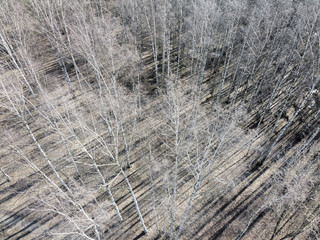 dark long diagonal shadows in desatureted bare birch forest