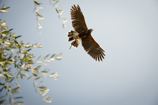 Aquila che vola nel cielo sereno del Castello di Vezio durante un'esibizione con le ali distese