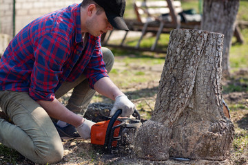 The worker cuts the stump with a chainsaw