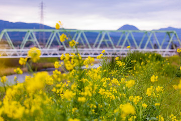 菜の花