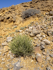 Xerophyte vegetation on the northeast coast of the Indian Ocean. Oman