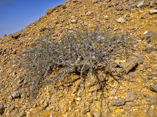 Xerophyte vegetation on the northeast coast of the Indian Ocean. Oman