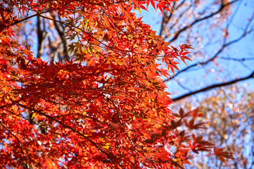 Red autumn leaves on the tree