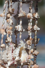 Caracoles y conchas  en acapulco 