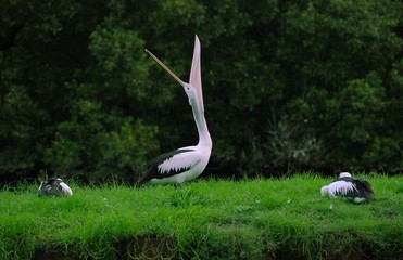 Pelican standing on grass in a nature reserve besides a river full of mangroves