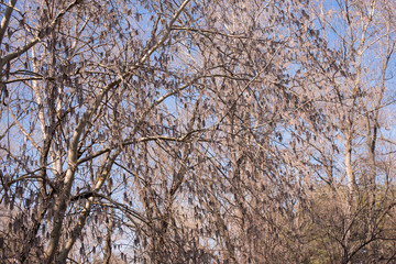 Rays of the sun break through tree branches.