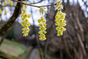 樹木公園のトサミヅキ