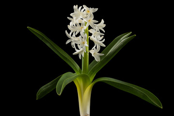 White flowers of hyacinth with green leaves, isolated on black background