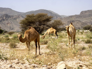 Arabian camel, Camelus dromedarius, on pasture in Oman's stony desert