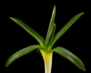 Green leaves of hyacinth flower, isolated on black backgroun