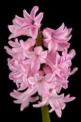 Pink flower of hyacinth, isolated on black background