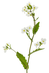 Flowers of arabis, isolated on white background