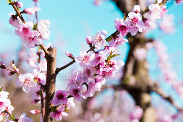 blooming peach trees in spring