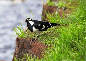 Bird Yellow throated miner standing on a branch in a Sydney park