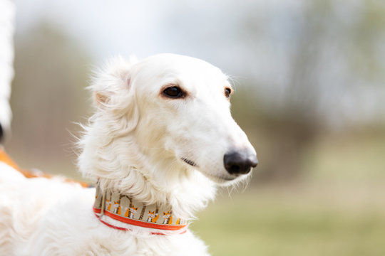 Adorable borzoi dog walks at spring field
