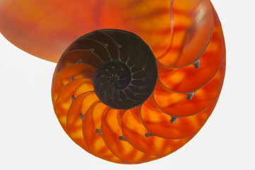 NAUTILIUS MARINE ANIMAL WATER OCEAAN MARE MELC