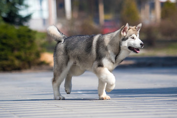 Malamute breed dog runs on the sidewalk
