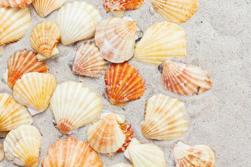 Seashells, sea stars, coral and stones on the sand, summer beach background travel concept with copy space for text.