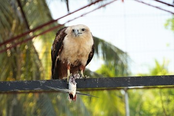 a Philippine eagle is eating a fish 